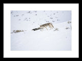 Coyote In Yellowstone - Framed Print-Lake Tahoe Prints