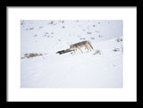 Coyote In Yellowstone - Framed Print-Lake Tahoe Prints