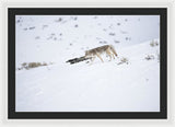 Coyote In Yellowstone - Framed Print-Lake Tahoe Prints