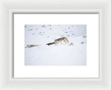 Coyote In Yellowstone - Framed Print-Lake Tahoe Prints