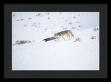 Coyote In Yellowstone - Framed Print-Lake Tahoe Prints