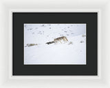 Coyote In Yellowstone - Framed Print-Lake Tahoe Prints