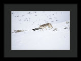 Coyote In Yellowstone - Framed Print-Lake Tahoe Prints