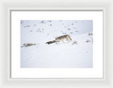 Coyote In Yellowstone - Framed Print-Lake Tahoe Prints