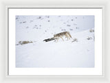 Coyote In Yellowstone - Framed Print-Lake Tahoe Prints