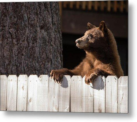 Hey There Neighbor By Brad Scott - Metal Print-Lake Tahoe Prints