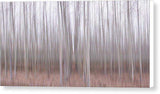 Pastel Grove - Canvas Print-12.000" x 6.000"-Lake Tahoe Prints