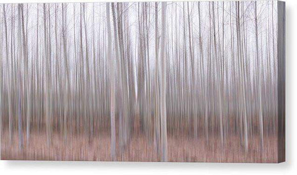 Pastel Grove - Canvas Print-12.000" x 6.000"-Lake Tahoe Prints