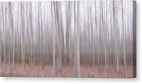 Pastel Grove - Canvas Print-12.000" x 6.000"-Lake Tahoe Prints
