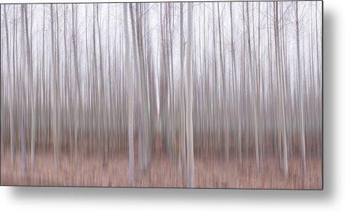 Pastel Grove - Metal Print-Lake Tahoe Prints