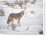 Posing Coyote - Canvas Print-Lake Tahoe Prints