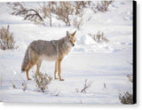 Posing Coyote - Canvas Print-Lake Tahoe Prints