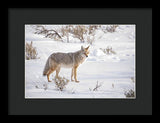 Posing Coyote - Framed Print-Lake Tahoe Prints