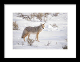 Posing Coyote - Framed Print-Lake Tahoe Prints