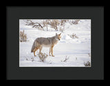 Posing Coyote - Framed Print-Lake Tahoe Prints