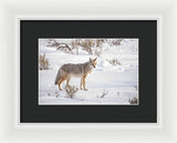 Posing Coyote - Framed Print-Lake Tahoe Prints