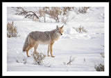 Posing Coyote - Framed Print-Lake Tahoe Prints