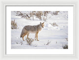 Posing Coyote - Framed Print-Lake Tahoe Prints