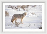Posing Coyote - Framed Print-Lake Tahoe Prints