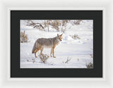 Posing Coyote - Framed Print-Lake Tahoe Prints