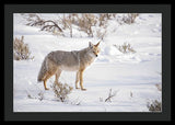 Posing Coyote - Framed Print-Lake Tahoe Prints