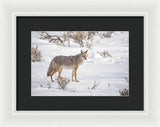 Posing Coyote - Framed Print-Lake Tahoe Prints