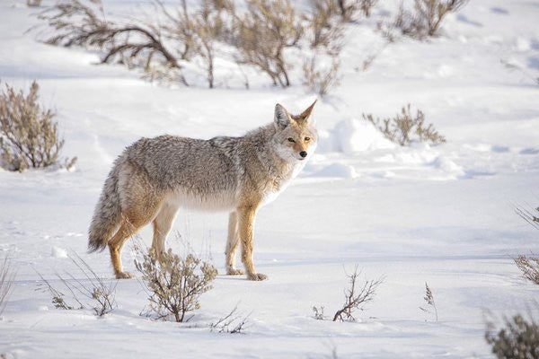 Posing Coyote - Art Print-Lake Tahoe Prints