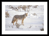 Posing Coyote - Framed Print-Lake Tahoe Prints