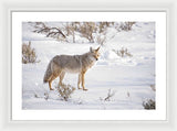 Posing Coyote - Framed Print-Lake Tahoe Prints