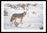 Posing Coyote - Framed Print-Lake Tahoe Prints
