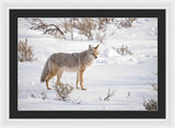 Posing Coyote - Framed Print-Lake Tahoe Prints