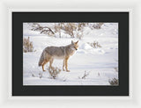 Posing Coyote - Framed Print-Lake Tahoe Prints