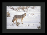 Posing Coyote - Framed Print-Lake Tahoe Prints