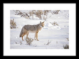 Posing Coyote - Framed Print-Lake Tahoe Prints