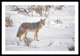 Posing Coyote - Framed Print-Lake Tahoe Prints