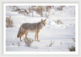 Posing Coyote - Framed Print-Lake Tahoe Prints