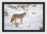 Posing Coyote - Framed Print-Lake Tahoe Prints