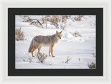 Posing Coyote - Framed Print-Lake Tahoe Prints