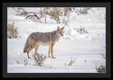 Posing Coyote - Framed Print-Lake Tahoe Prints
