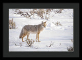 Posing Coyote - Framed Print-Lake Tahoe Prints