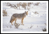 Posing Coyote - Framed Print-Lake Tahoe Prints