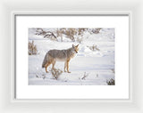 Posing Coyote - Framed Print-Lake Tahoe Prints