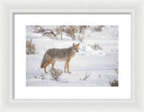 Posing Coyote - Framed Print-Lake Tahoe Prints