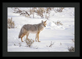 Posing Coyote - Framed Print-Lake Tahoe Prints