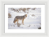 Posing Coyote - Framed Print-Lake Tahoe Prints