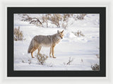 Posing Coyote - Framed Print-Lake Tahoe Prints