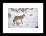 Posing Coyote - Framed Print-Lake Tahoe Prints