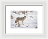 Posing Coyote - Framed Print-Lake Tahoe Prints