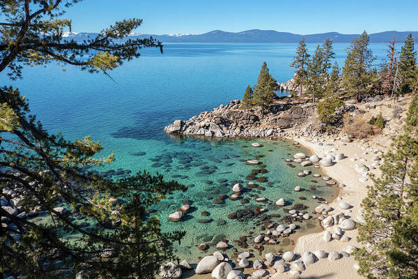 Secret Cove Sugarpine - Art Print