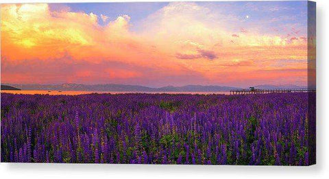 Tahoe City Lupine Sunset By Brad Scott - Canvas Print-Lake Tahoe Prints